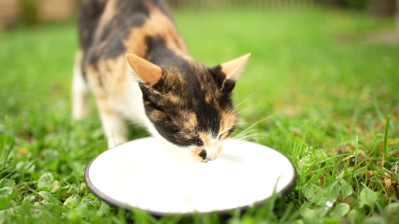 猫正在吃碗里的牛奶视频素材