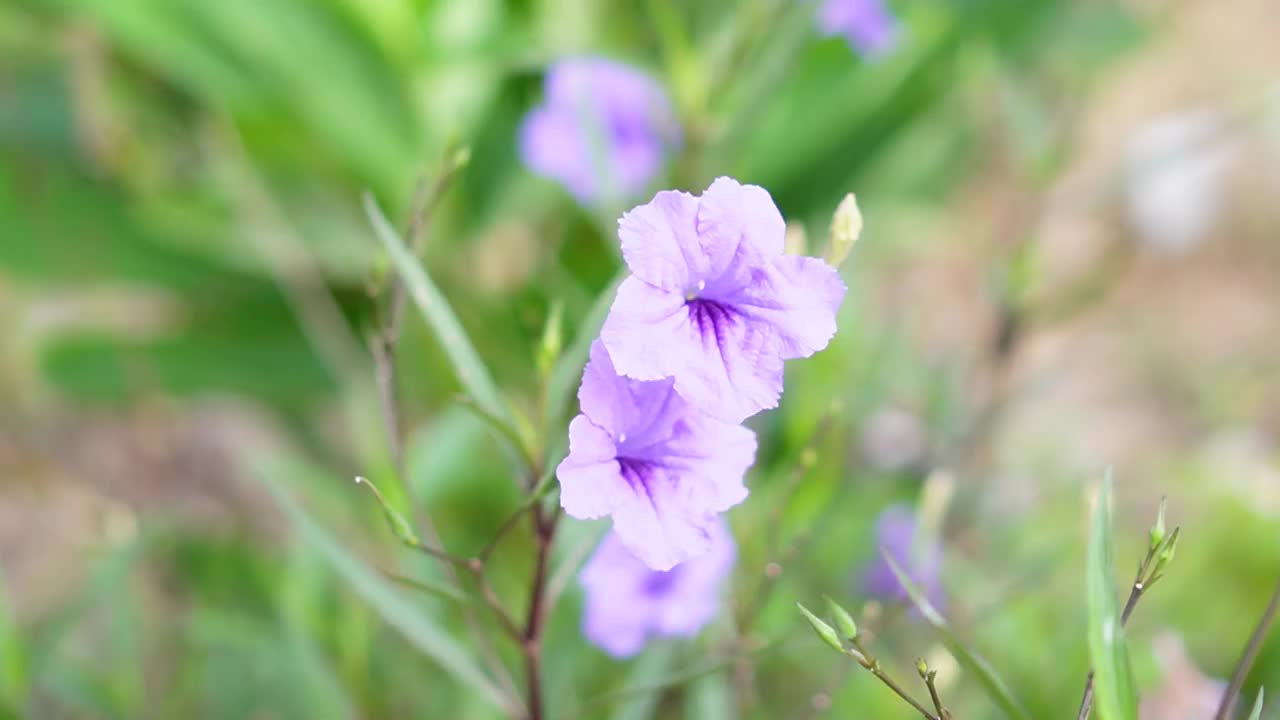 水仙花、水仙花、米尼根、铁根、小白根、爆豆荚、Cracker plant、traino、Toi ting ACANTHACEAE、Britton 's Wild、墨西哥风铃花、矮牵牛紫罗兰花，在自然背景下在花园里盛开视频素材