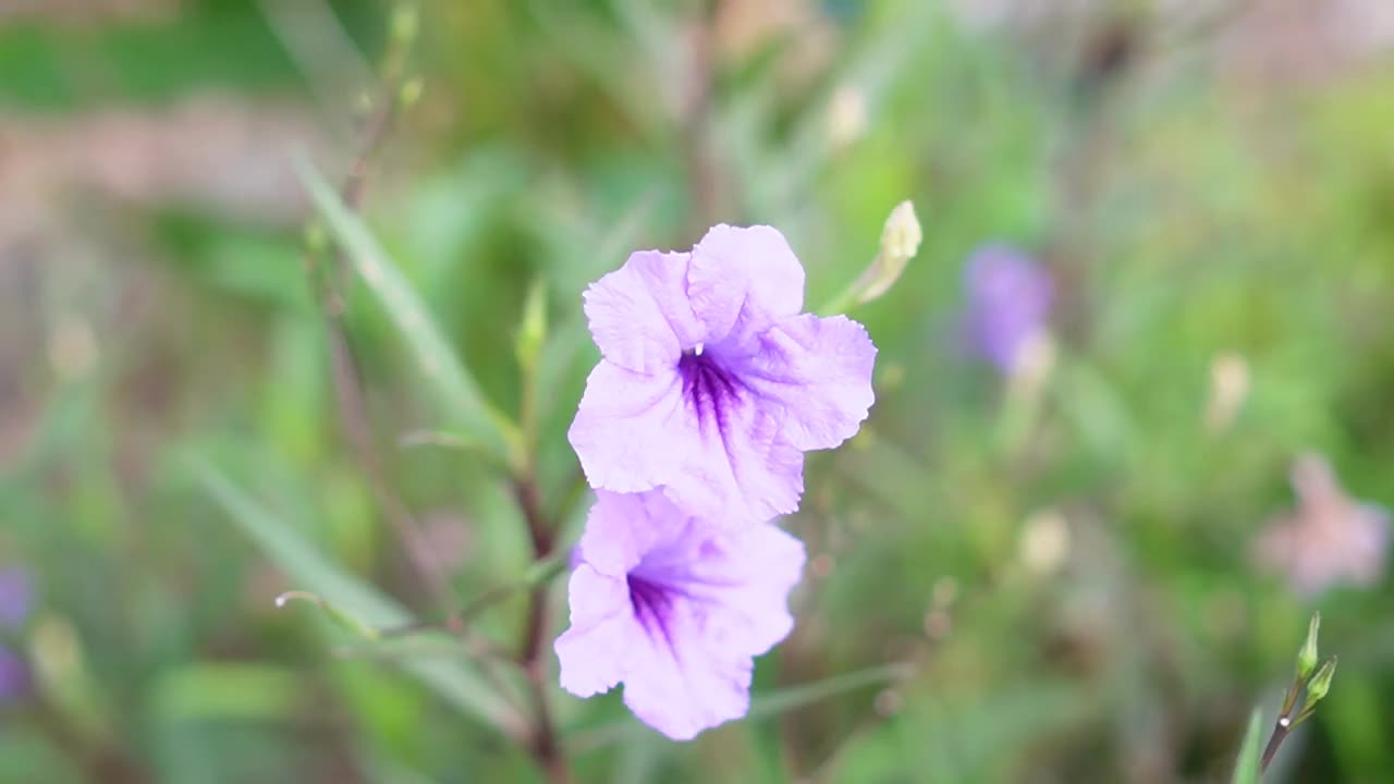 水仙花、水仙花、米尼根、铁根、小白根、爆豆荚、Cracker plant、traino、Toi ting ACANTHACEAE、Britton 's Wild、墨西哥风铃花、矮牵牛紫罗兰花，在自然背景下在花园里盛开视频素材