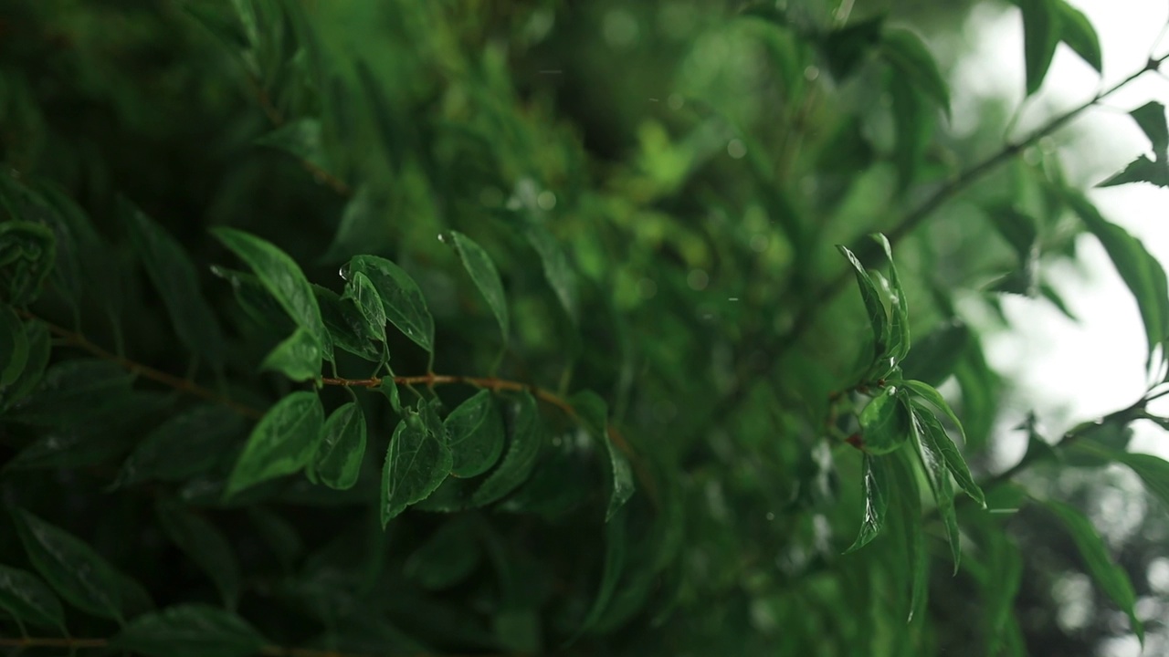 雨淋在茂密的森林里，丛林里的雨特写，水滴固定在绿叶上，热带森林里的雨天。雨滴落在树叶上。大雨落在树叶上视频素材