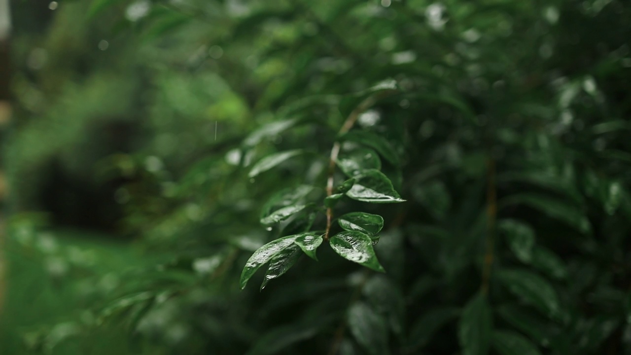 雨淋在茂密的森林里，丛林里的雨特写，水滴固定在绿叶上，热带森林里的雨天。雨滴落在树叶上。大雨落在树叶上视频素材