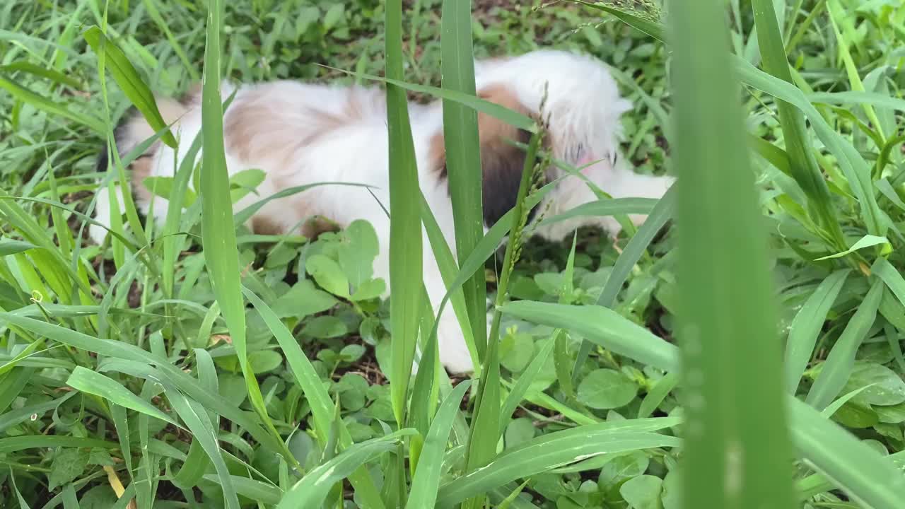 可爱毛茸茸的西施小狗在大自然的草坪上玩耍视频素材