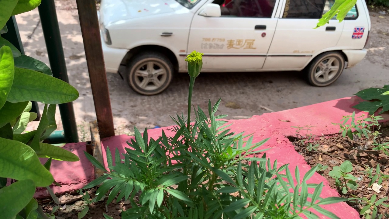 金盏花的花蕾，金盏花在风中摇曳，金盏花的近景，美丽的绿色的金盏花在盛开。视频素材