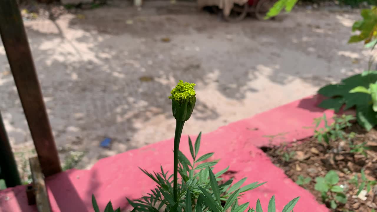 金盏花的花蕾，金盏花在风中摇曳，金盏花的近景，美丽的绿色的金盏花在盛开。视频素材