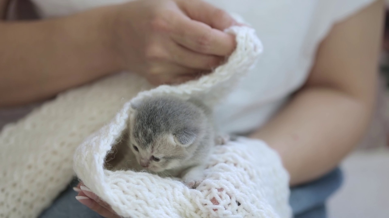 抱着一只刚出生的灰色小猫的女人的手视频素材