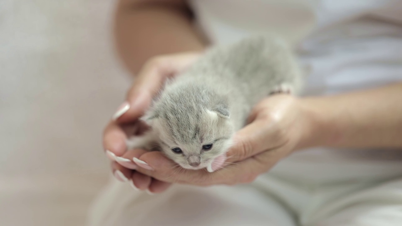 抱着一只刚出生的灰色小猫的女人的手视频素材