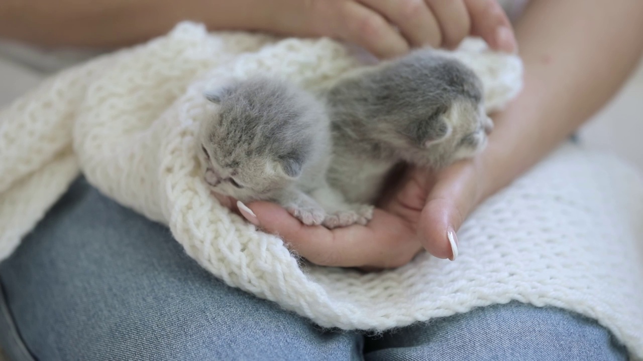 抱着一只刚出生的灰色小猫的女人的手视频素材