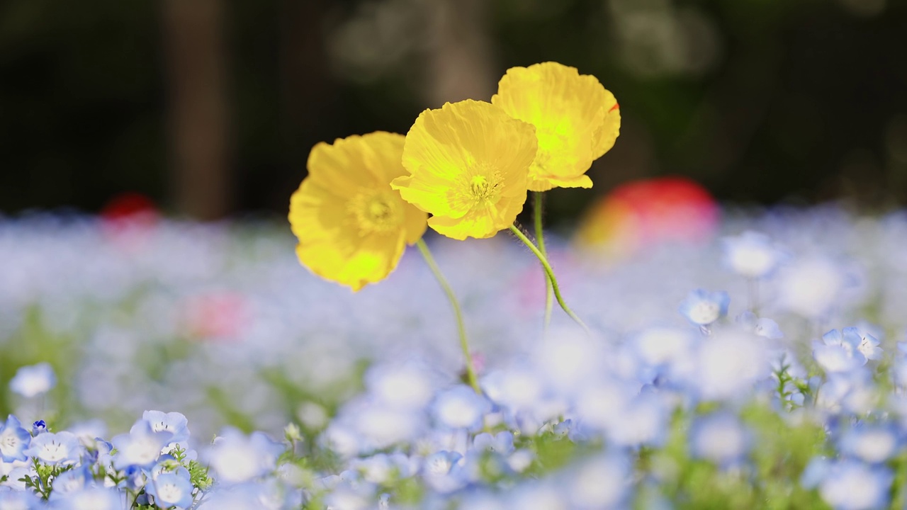 黄色冰岛罂粟花在地面上震动的浅焦点视频素材