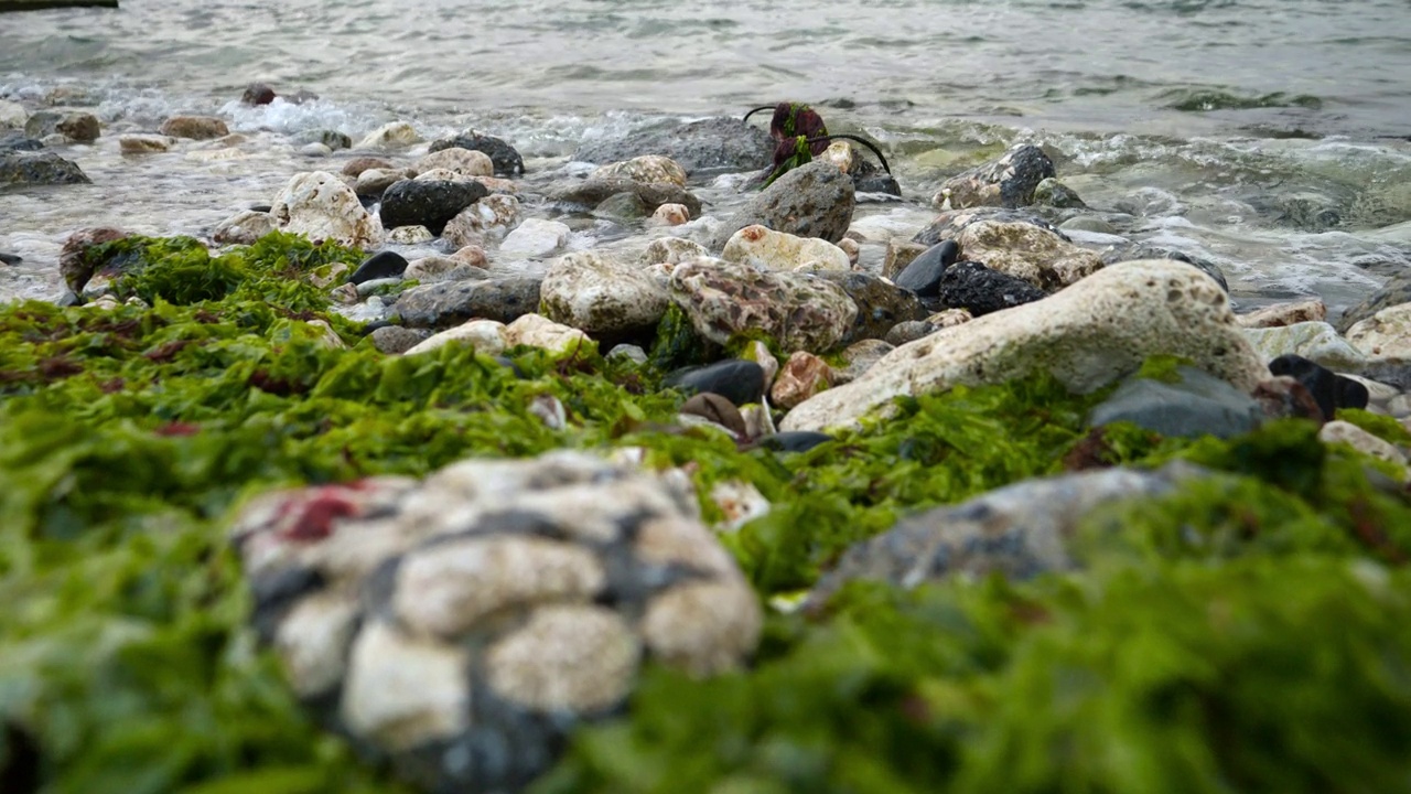 海藻和藻类覆盖的岩石被海浪缓慢地冲刷。完美的海洋背景为您的下一个视频项目视频素材