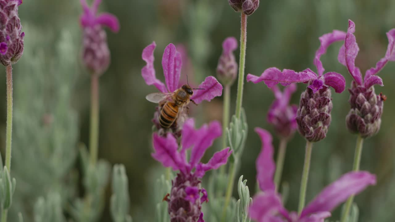 慢动作的蜜蜂视频素材