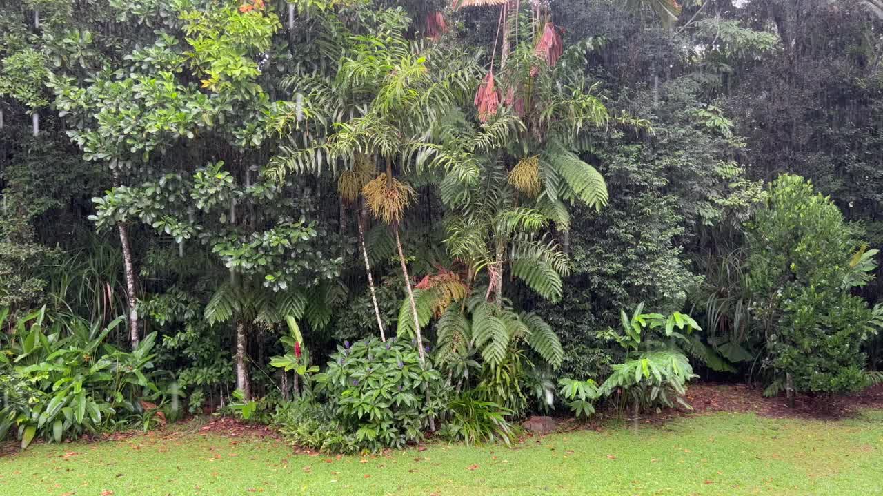 雨落在澳大利亚昆士兰的热带雨林上视频素材