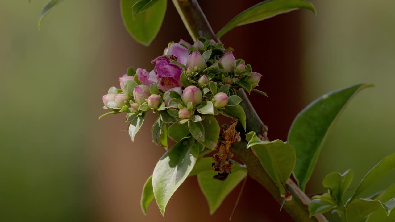 玫瑰仙人掌花视频素材