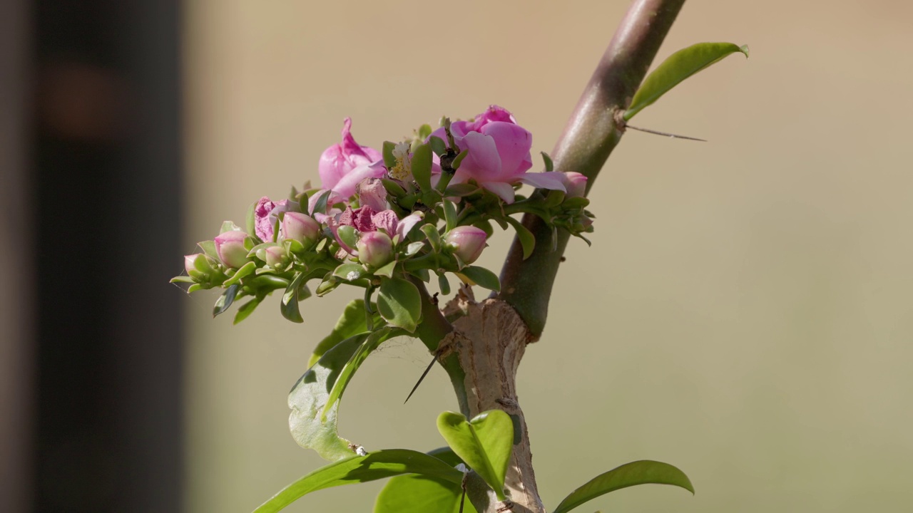 玫瑰仙人掌花视频素材