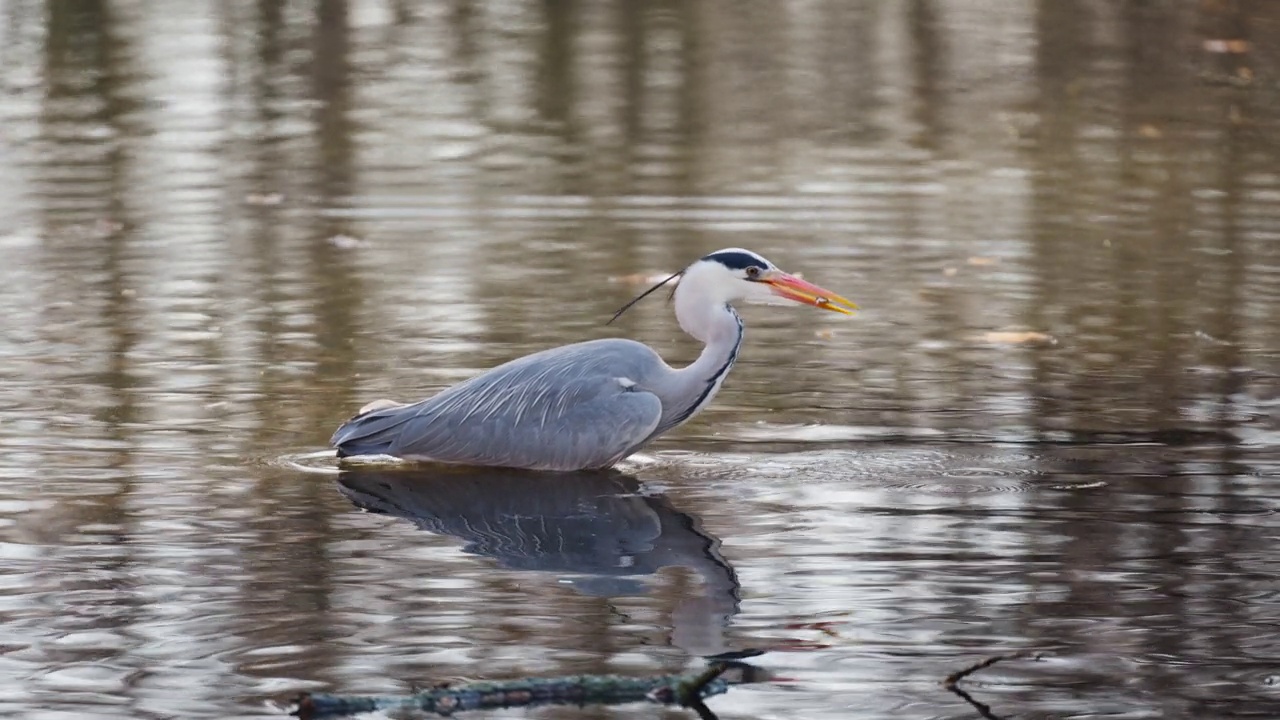 灰鹭(Ardea cinerea)站在浅池塘里捕捉小鱼，用嘴叼着猎物视频素材