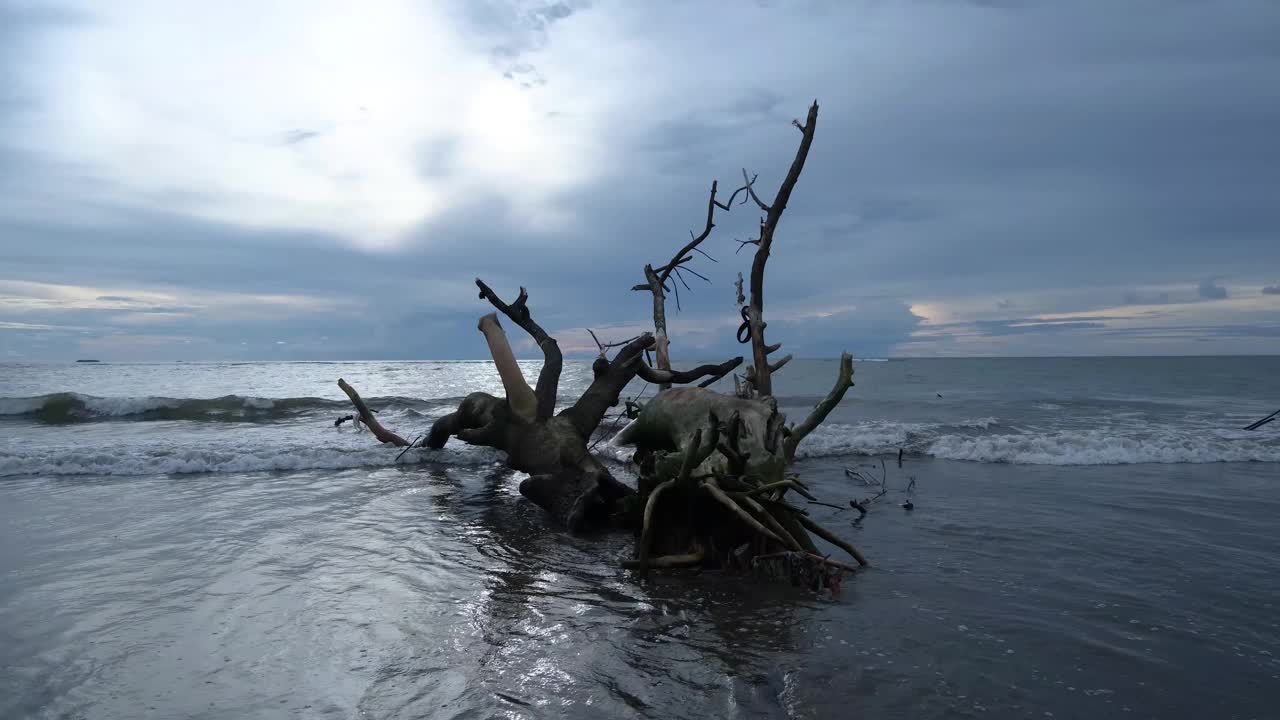 海滩边的枯树视频下载