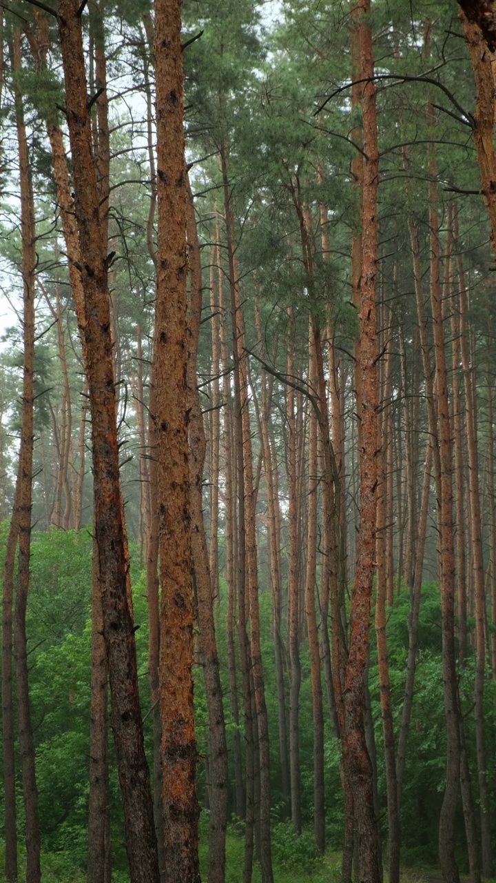 松林里的针叶树干随风摇摆，雨天。松林视频素材