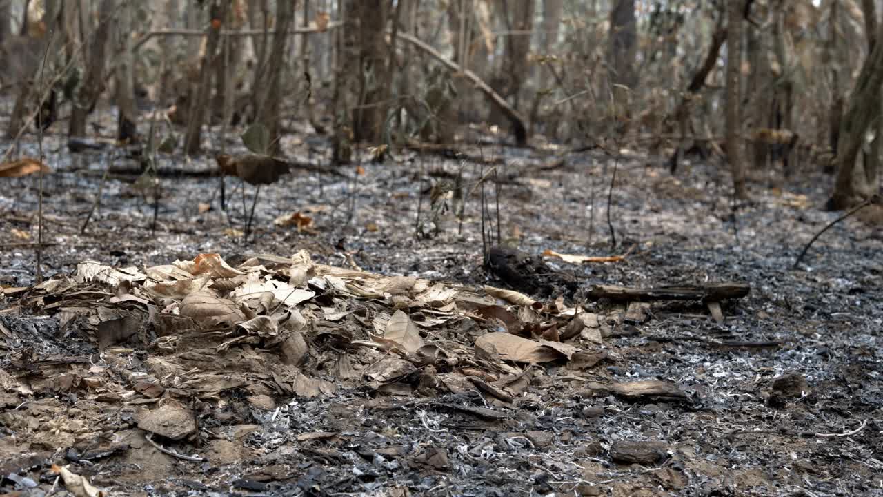 燃烧的草和灌木，灰烬散落在森林地面上的树木之间。视频下载