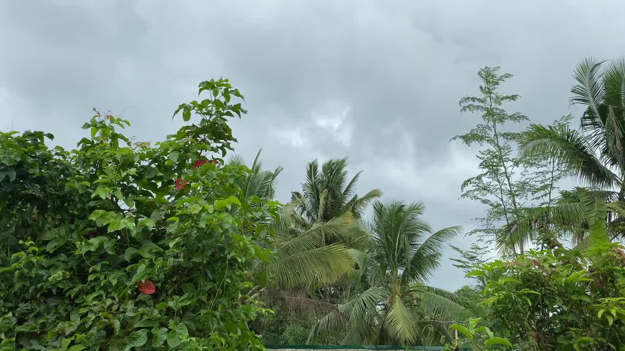 热带暴雨在覆盖着丛林和云层的山上。视频素材