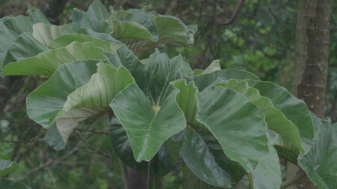 雨视频下载