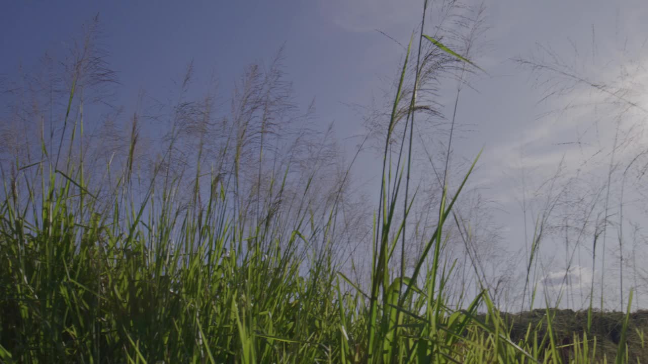 太阳视频素材