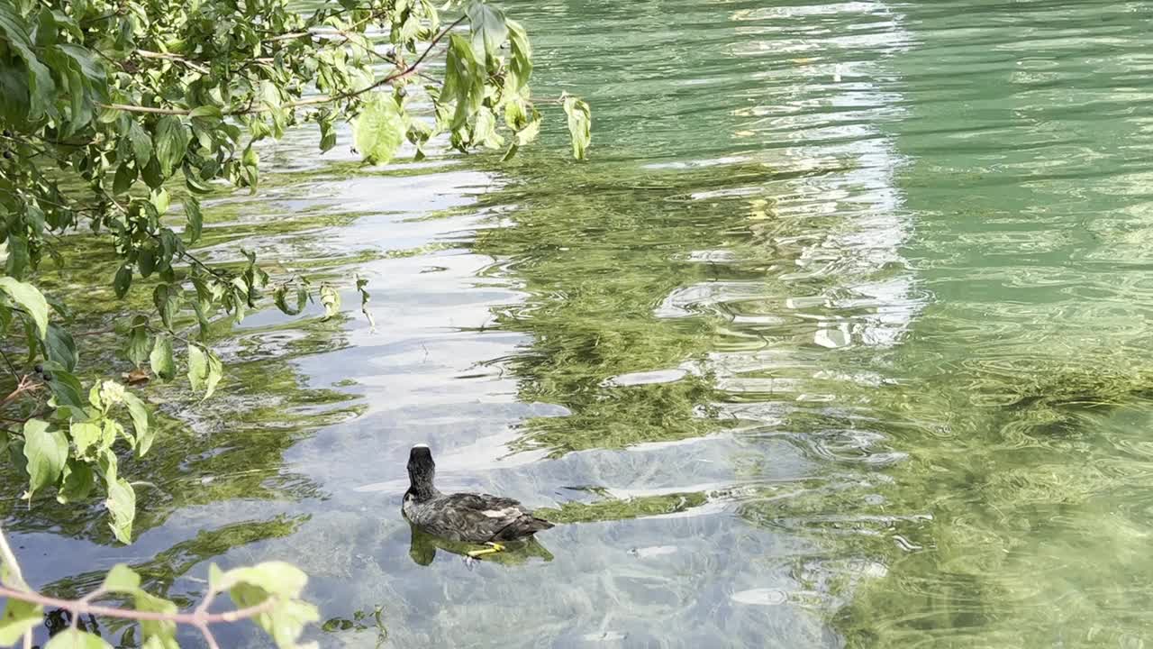 夏季在尼多运河上站立式桨板冲浪的视频视频下载