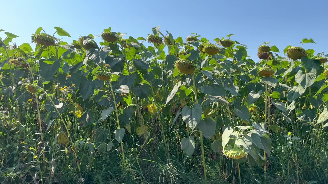 在向日葵田附近的路上。从车窗看向日葵视频素材