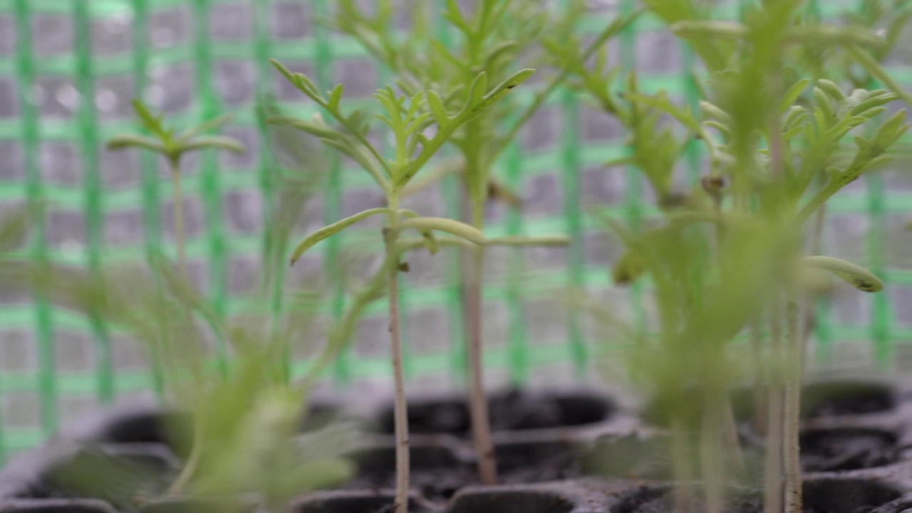 温室里的有机蔬菜。茅草屋顶可以防虫子。视频素材