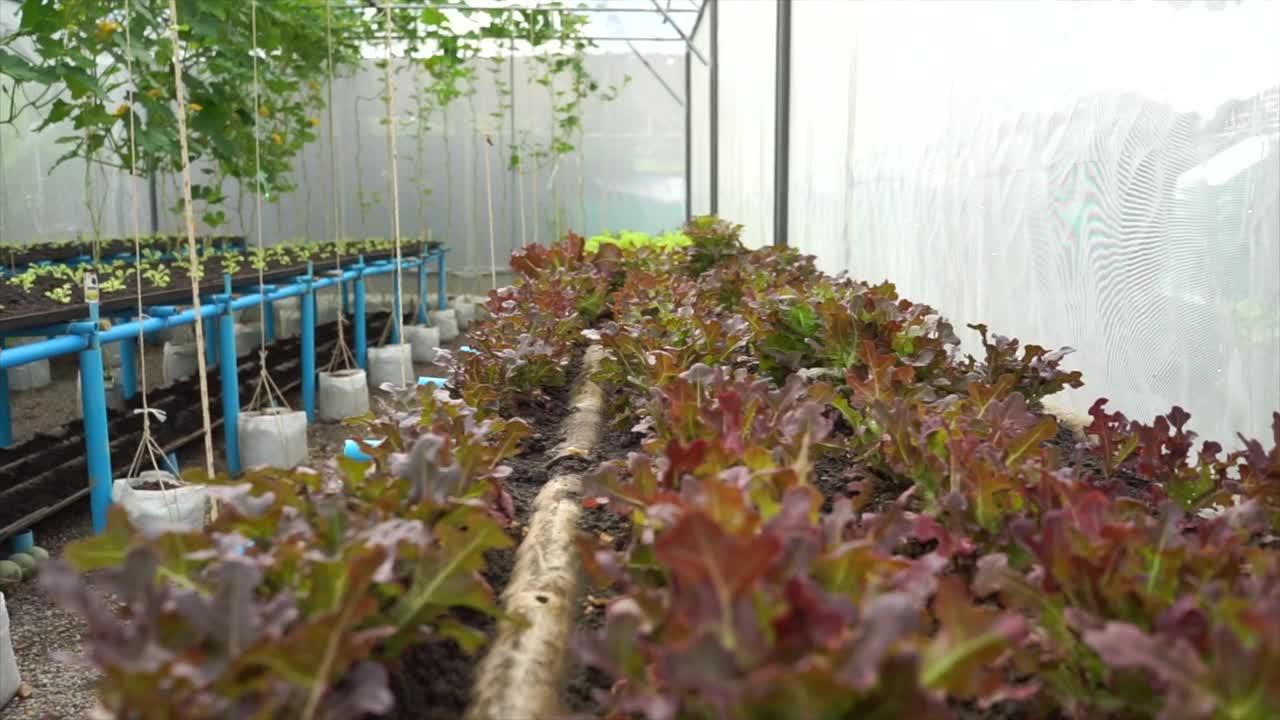 温室里的有机蔬菜。茅草屋顶可以防虫子。视频素材