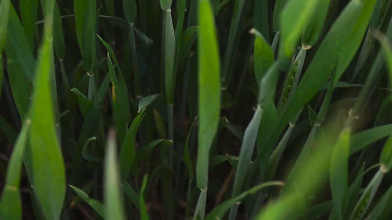 小麦幼芽特写视频素材