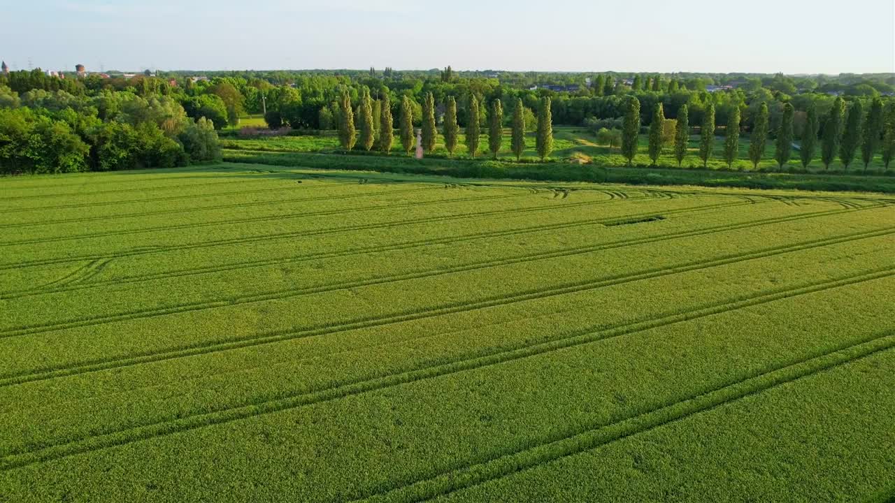 无人机从上方拍摄的绿草和随风摇曳的田野。视频下载