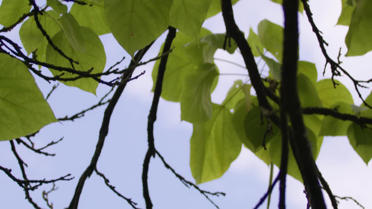 植物园和大自然。特写的树叶、地被植物和本地植物。6 k视频下载