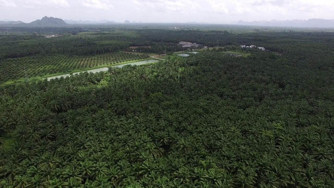 这是一架无人机拍摄的鸟瞰图，拍摄的是泰国甲米(Krabi)一个广阔而富饶的棕榈种植园，背景是褪色的山脉。视频素材