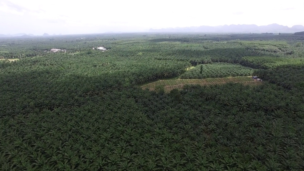 这是一架无人机拍摄的鸟瞰图，拍摄的是泰国甲米(Krabi)一个广阔而富饶的棕榈种植园，背景是褪色的山脉。视频素材