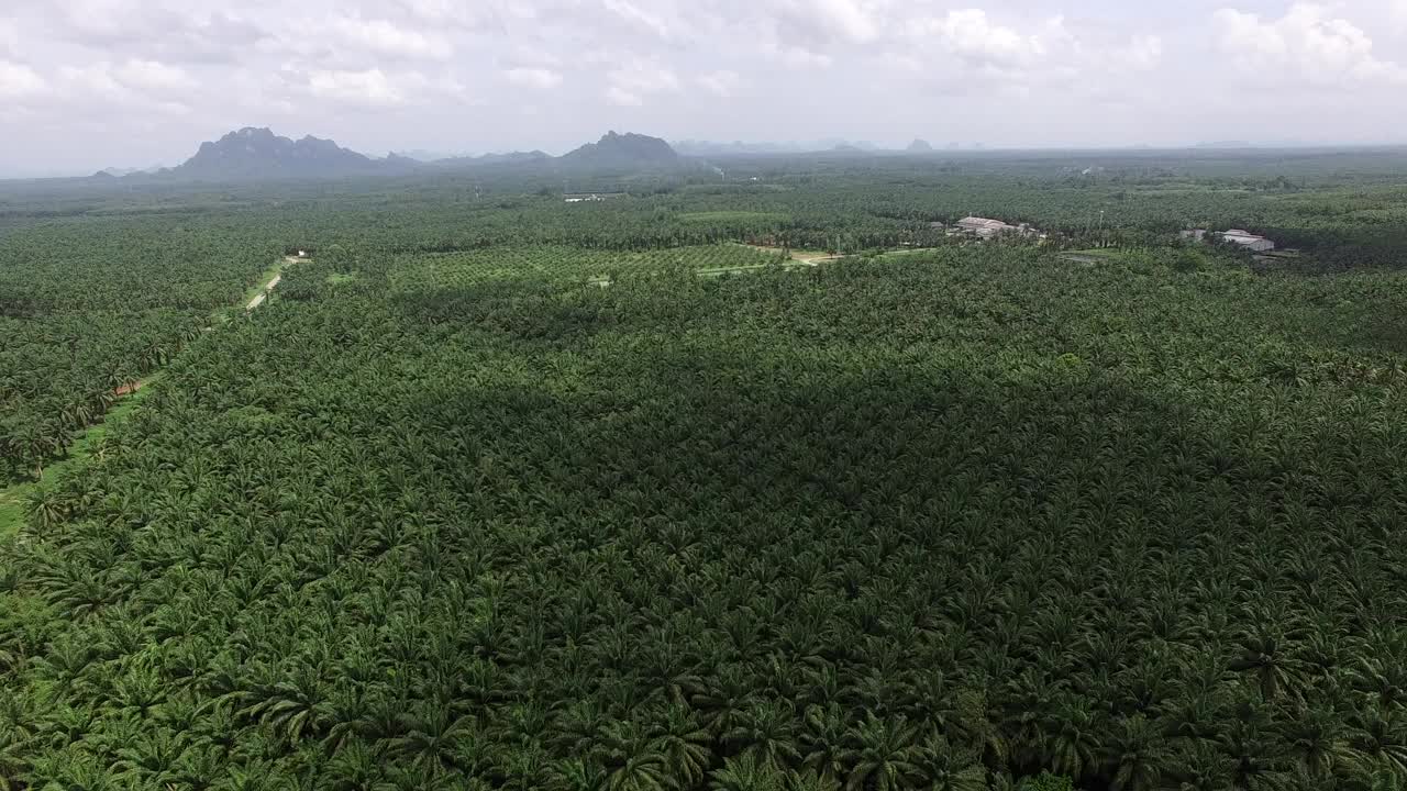 这是一架无人机拍摄的鸟瞰图，拍摄的是泰国甲米(Krabi)一个广阔而富饶的棕榈种植园，背景是褪色的山脉。视频素材