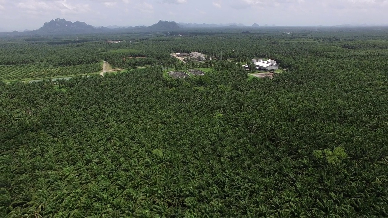 这是一架无人机拍摄的鸟瞰图，拍摄的是泰国甲米(Krabi)一个广阔而富饶的棕榈种植园，背景是褪色的山脉。视频素材