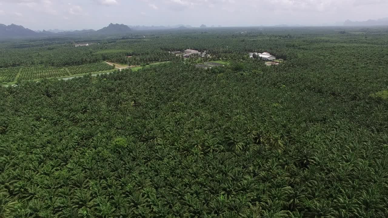 这是一架无人机拍摄的鸟瞰图，拍摄的是泰国甲米(Krabi)一个广阔而富饶的棕榈种植园，背景是褪色的山脉。视频素材