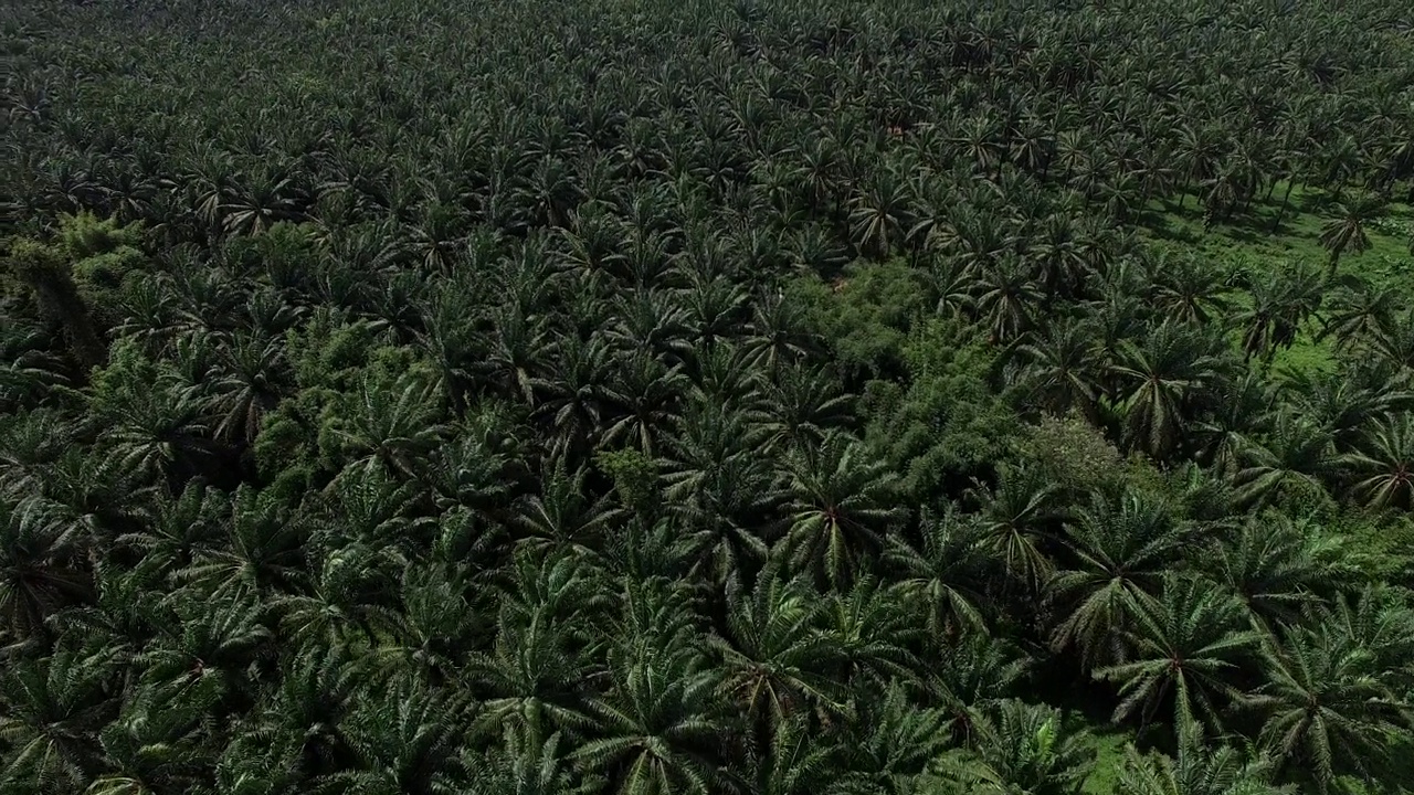 这是一架无人机拍摄的鸟瞰图，拍摄的是泰国甲米(Krabi)一个广阔而富饶的棕榈种植园，背景是褪色的山脉。视频素材