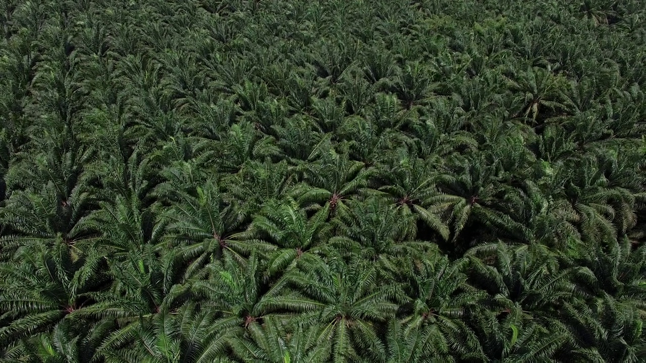 这是一架无人机拍摄的鸟瞰图，拍摄的是泰国甲米(Krabi)一个广阔而富饶的棕榈种植园，背景是褪色的山脉。视频素材