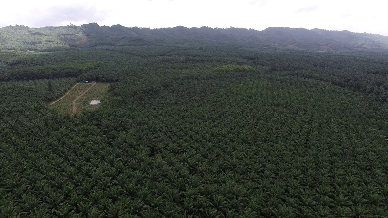 这是一架无人机拍摄的鸟瞰图，拍摄的是泰国甲米(Krabi)一个广阔而富饶的棕榈种植园，背景是褪色的山脉。视频素材