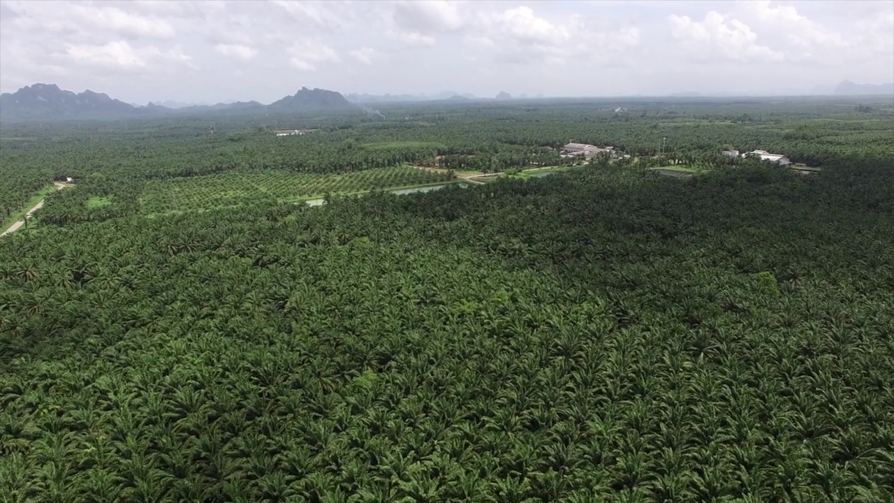 这是一架无人机拍摄的鸟瞰图，拍摄的是泰国甲米(Krabi)一个广阔而富饶的棕榈种植园，背景是褪色的山脉。视频素材