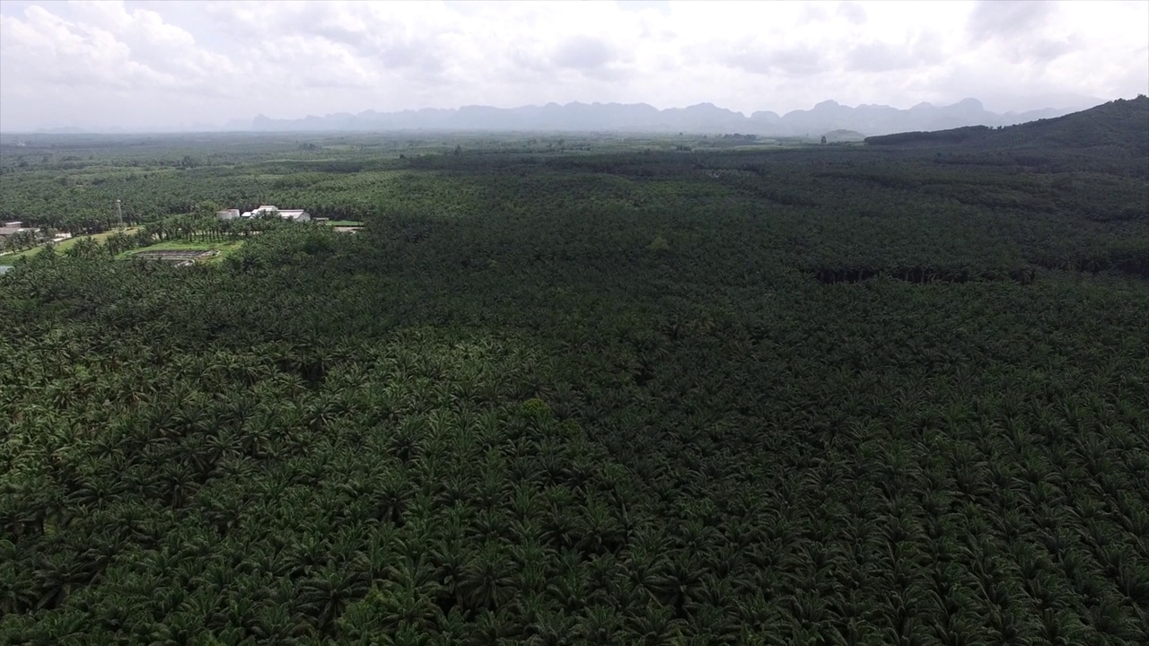 这是一架无人机拍摄的鸟瞰图，拍摄的是泰国甲米(Krabi)一个广阔而富饶的棕榈种植园，背景是褪色的山脉。视频素材