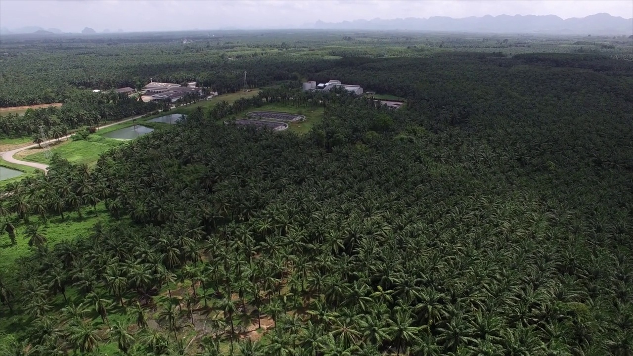 这是一架无人机拍摄的鸟瞰图，拍摄的是泰国甲米(Krabi)一个广阔而富饶的棕榈种植园，背景是褪色的山脉。视频素材