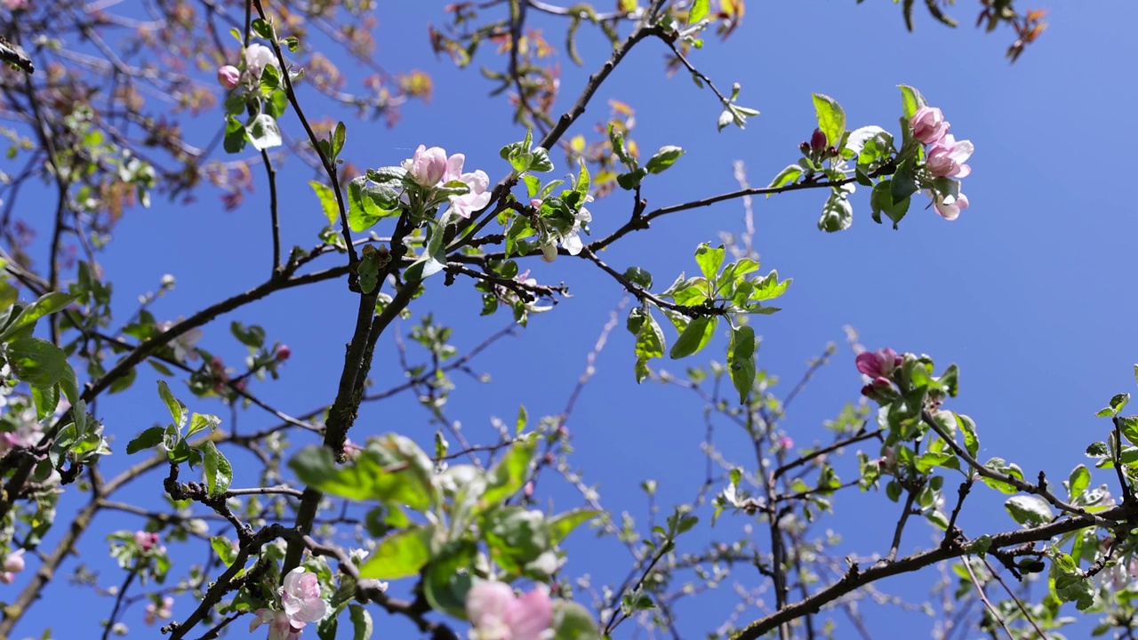 一棵枝叶绿、花红的小苹果树视频素材