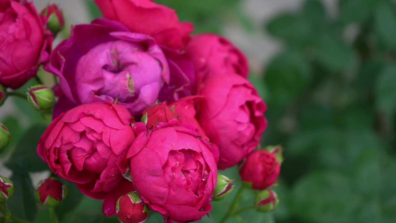 粉红的红玫瑰。花园里的灌木丛。玫瑰花蕾。夏天的花瓣。自然中的玫瑰。树枝和树叶。视频素材