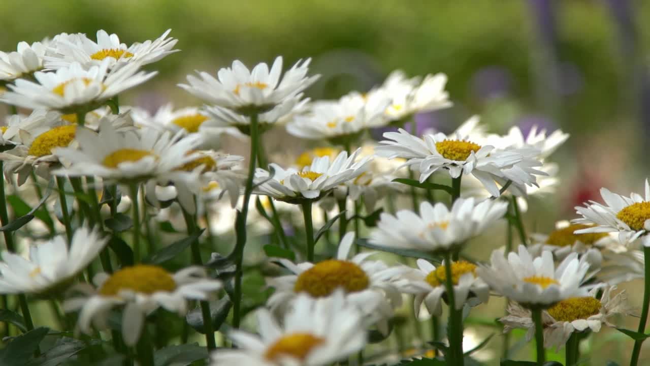 花园里有一丛白色的雏菊。夏天的花。园艺。花蕾闭合。洋甘菊花瓣。花的背景视频素材