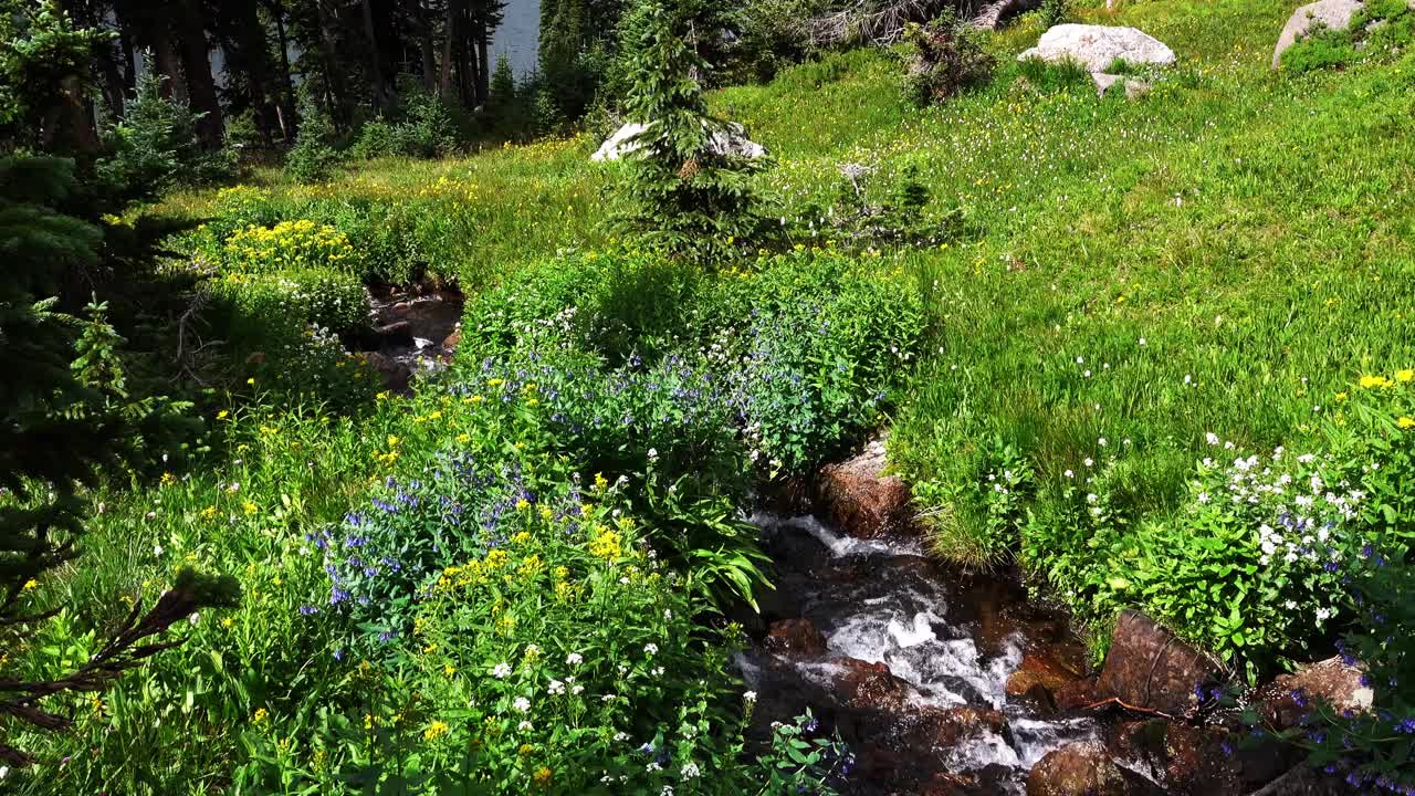 小山间溪流，周围是葱郁的绿色植物和野花。视频素材