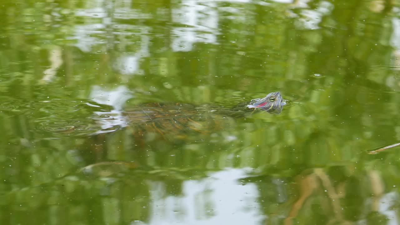 一只红耳龟在湖上游泳，头露出水面视频素材