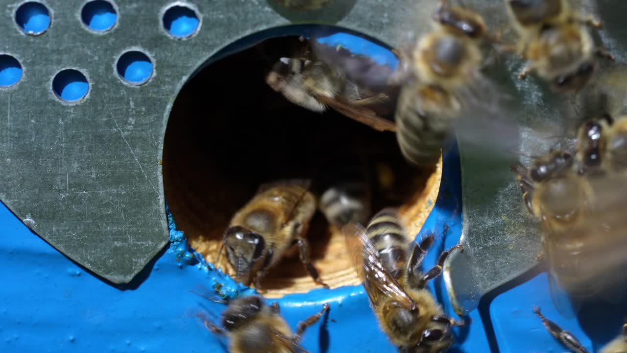 蜜蜂在蜂房里飞到蜂巢旁边采蜜，特写视频素材