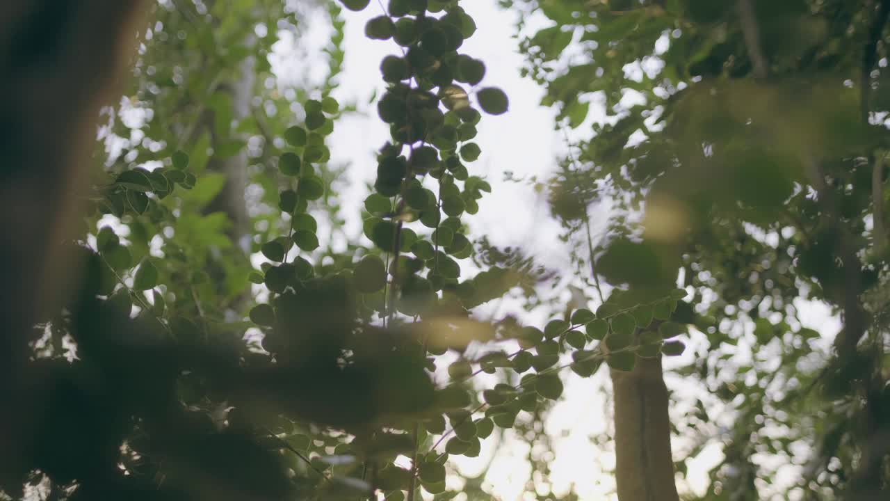 灌木枝映蓝天，时辰金黄。低角度视图。视频下载