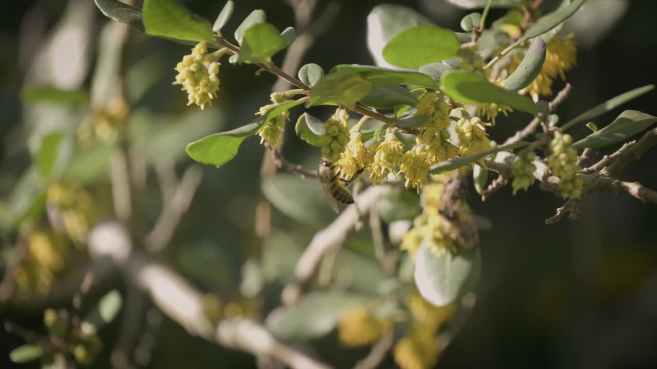 蜜蜂在树上的一朵黄花上近距离观察。视频下载